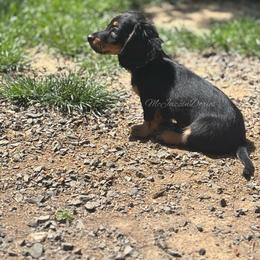 Brody - Black and tan male Dachshund puppy in Chehalis, Washington from McJazzin Doxies