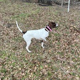 Stache - Pointer