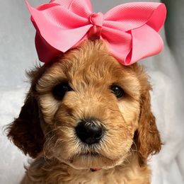 Praline - Apricot Goldendoodle puppy in Summerville, South Carolina from Pawmazing Doodles