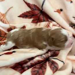 Nash - Tri-color male Cavapoo puppy in Cedar City, Utah from Pearson's Poodles