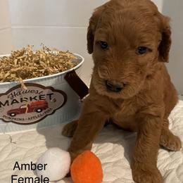 Goldendoodle Puppies from Dhalia’s Doodles
