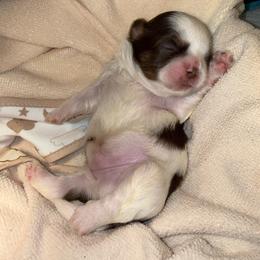 Chocolate Dobie Parti Boy - Liver and white male Shih Tzu puppy in Albany, New York from Precious Shihpoo’s and Luxurious Shih Tzu’s