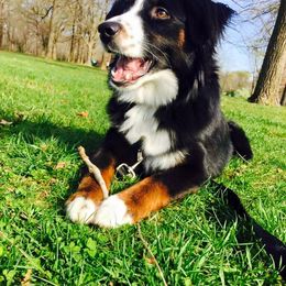 Miniature Australian Shepherd and Toy Australian Shepherd All Grown Up from 2Lazy2P Mini Aussies