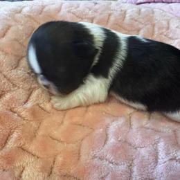 Dotty - Red and white female Shih Tzu puppy in Sutton, West Virginia from Meadow Lane Pups