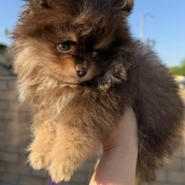 Teddy bear - Chocolate and tan male Pomeranian puppy in California from Pawsh Poms