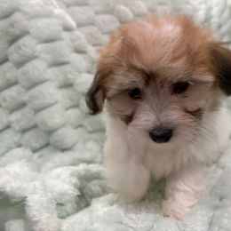 Philly - Tri-color male Coton de Tulear puppy in Pflugerville, Texas from Beethoven’s Cotons