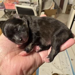 Wolfie - Wolf sable female Pomeranian puppy in North Port, Florida from POMRITA POM’S