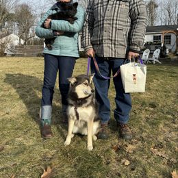 Shiloh Shepherd Puppies from Smokeshow Shilohs and Shepherds