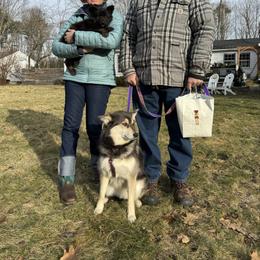 Shiloh Shepherd Puppies from Smokeshow Shilohs and Shepherds