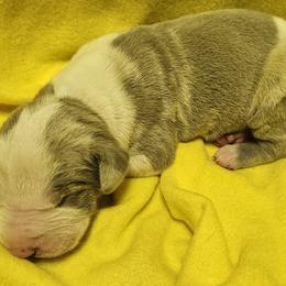 Eden - Silver female Great Dane puppy in Towaco, New Jersey from MommaDukes Danes