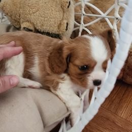 Boy 1 - Cavalier King Charles Spaniel puppy in Federal Way, Washington from HRH Cavaliers
