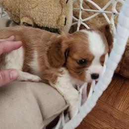 Boy 1 - Cavalier King Charles Spaniel puppy in Federal Way, Washington from HRH Cavaliers