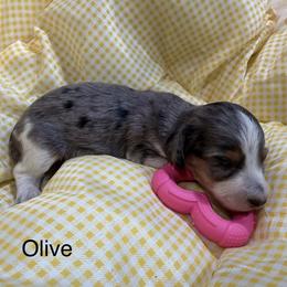 Olive - Dapple female Dachshund puppy in Cabool, Missouri from Dachshund's of Country Magic Farms in Missouri