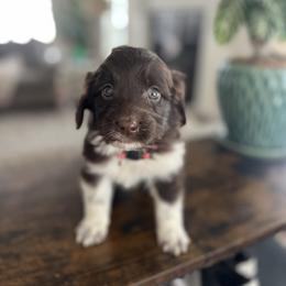 Paisley - Brown and white female Aussiedoodle puppy in Strasburg, Pennsylvania from Still Water Puppies
