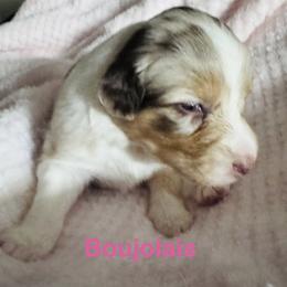 Boujolais - Red merle female Australian Shepherd puppy in Wrightstown, New Jersey from Hartzland Farm Australian Shepherds