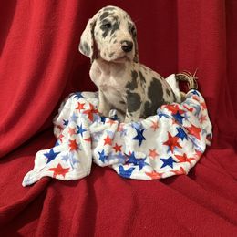 Blue Harlequin Female - Guinevere - Harlequin female Great Dane puppy in Gainesville, Georgia from DeBruce Danes