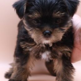 Yorkshire Terriers from JosRora Yorkies