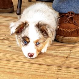 Toy Australian Shepherd Puppies from Reflections of Star Crest Kennel