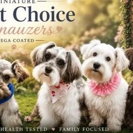 Miniature Schnauzers from 1 Smart Schnauzers babies