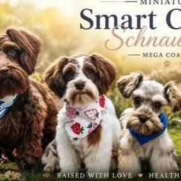 Miniature Schnauzers from 1 Smart Schnauzers babies