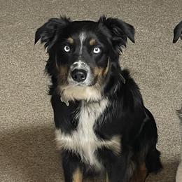 Yona - Australian Shepherd