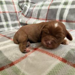 Boy 2 - Ruby male Cavalier King Charles Spaniel puppy in Rockville, Maryland from Skais the Limit