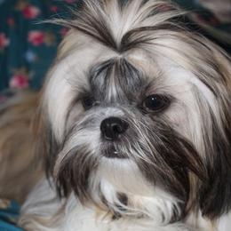Ariel - Shih Tzu