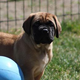 French Bulldogs and Mastiffs from Serene Prairie K9
