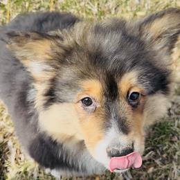 Tri boy 2 fluffy - Black and tan male Pembroke Welsh Corgi puppy in Hale, Michigan from All Hale Corgis