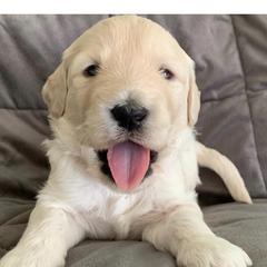 Girl 1 - Goldendoodle puppy in Blaine, Minnesota from The Golden Roo