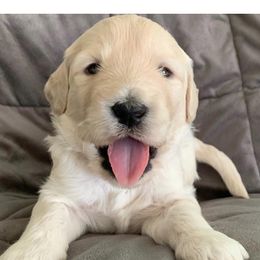 Girl 1 - Goldendoodle puppy in Blaine, Minnesota from The Golden Roo