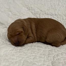 Girl 3 - Dark golden female Golden Retriever puppy in Centerburg, Ohio from Future Hope Goldens