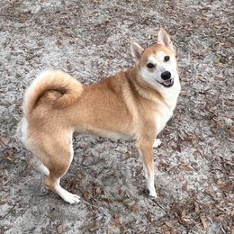 Jade - Shiba Inu