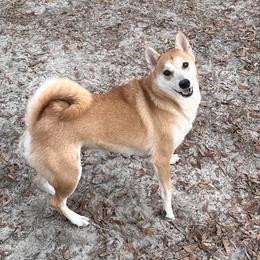 Jade - Shiba Inu