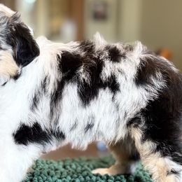 Toy Australian Shepherds from Sharon Larsen