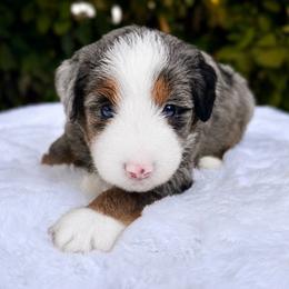 Sylvie - Blue merle female Bernedoodle puppy in Vacaville, California from Starlight Goldendoodles