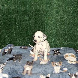 Dalmatian Puppies from Xzayvius Stitt