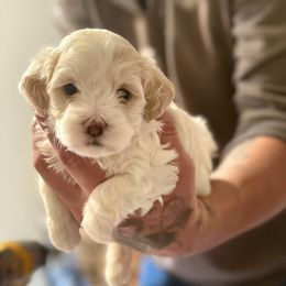 Enzo - White male Maltipoo puppy in Santaquin, Utah from Willow & Wag Farm