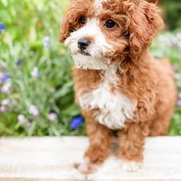 Reckless - Red male Cavapoo puppy in Idaho Falls, Idaho from Freckle Paw Family