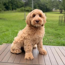 George - Caramel male Australian Labradoodle puppy in Hartshorne, Oklahoma from Jena Edmond