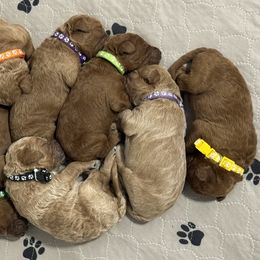 Goldendoodles from The Puppy Brigade