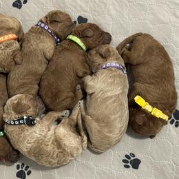 Goldendoodles from The Puppy Brigade