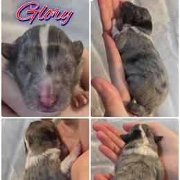 Glory - Blue merle and white female Shetland Sheepdog puppy in Lebanon, Tennessee from Henotic Homestead's Shetland Sheepdogs