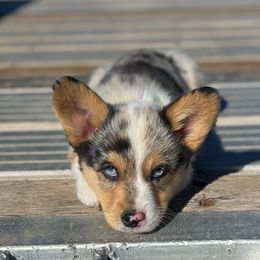 💙 - Blue Pembroke Welsh Corgi puppy in Willcox, Arizona from C spear Corgis