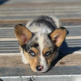 💙 - Blue Pembroke Welsh Corgi puppy in Willcox, Arizona from C spear Corgis