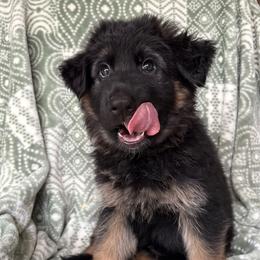 7up - Gretta - Black and red female German Shepherd puppy in Coplay, Pennsylvania from By My Side Germans Shepherds & Dobermans