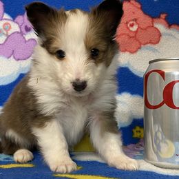 Shetland Sheepdogs and Toy Shetland Sheepdogs from Empire Shelties Ohio