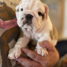 Bulldog Puppies from Semper Fi Bulldogs