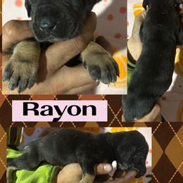 Rayon - Black female Great Dane puppy in Wellsville, New York from Prophecy Danes