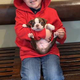 Ruben - Lilac male Boston Terrier puppy in Tenmile, Oregon from High Plains French Bulldogs,Boston Terriers and Frenchtons.